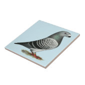 Show Racer Blue Checker Pigeon Tegeltje (Zijkant)