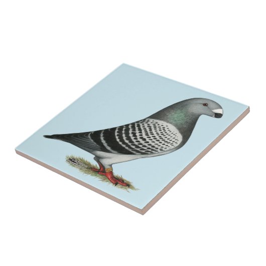 Show Racer Blue Checker Pigeon Tegeltje (Zijkant)