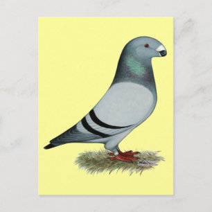 Show Racer Concept Briefkaart