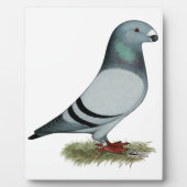 Show Racer Concept Fotoplaat (Voorkant)