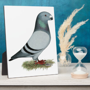 Show Racer Concept Fotoplaat