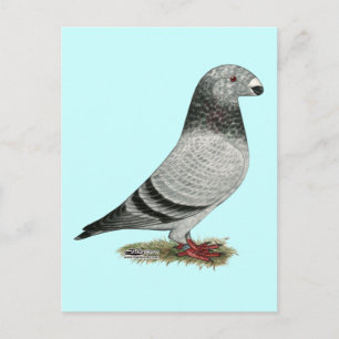 Show Racer Grizzle Briefkaart
