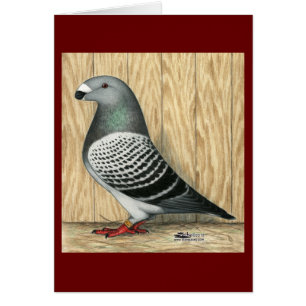 Show Racer Medium Checker