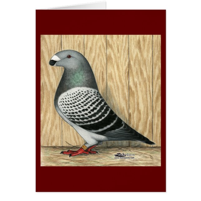 Show Racer Medium Checker (Voorkant)