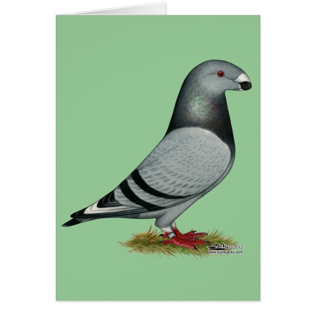 Show Racer Mismark (Voorkant)