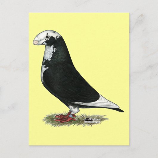 Show Racer Pied Briefkaart (Voorkant)