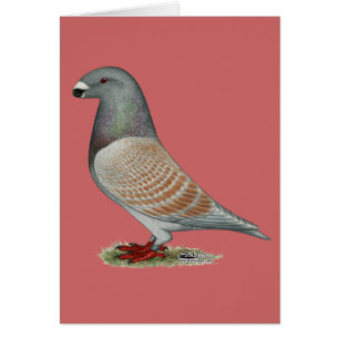 Show racer recessief optisch