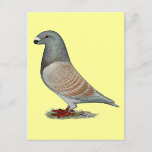 Show racer recessief optisch briefkaart