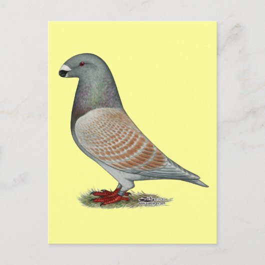 Show racer recessief optisch briefkaart (Voorkant)