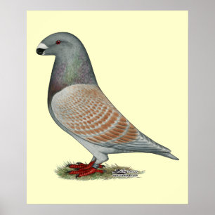 Show racer recessief optisch poster