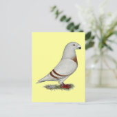 Show Racer Red Bar Pigeon Briefkaart (Staand voorkant)