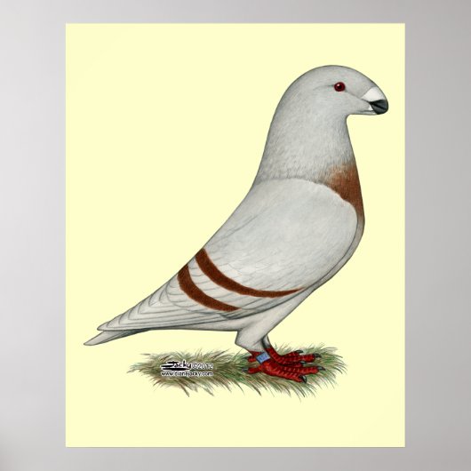 Show Racer Red Bar Pigeon Poster (Voorkant)