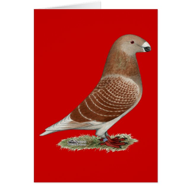 Show Racer Red Check (Voorkant)