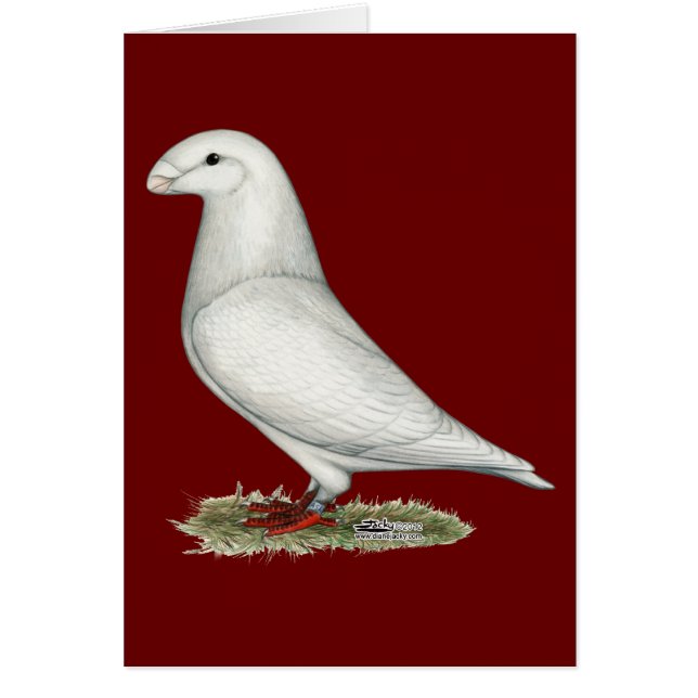 Show Racer White (Voorkant)