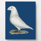 Show Racer White Fotoplaat (Voorkant)