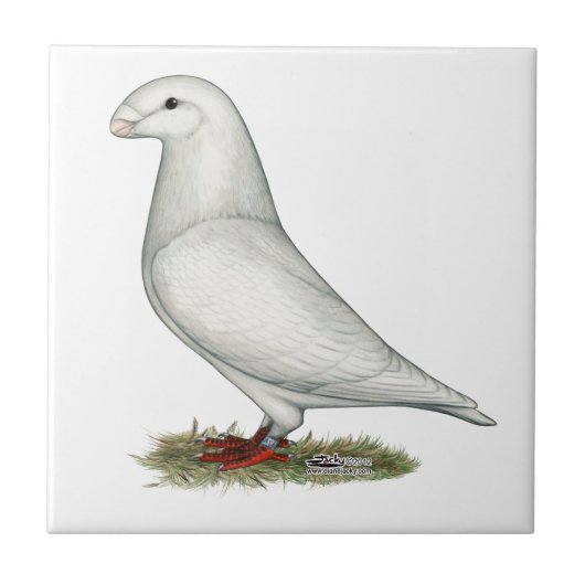 Show Racer White Tegeltje (Voorkant)