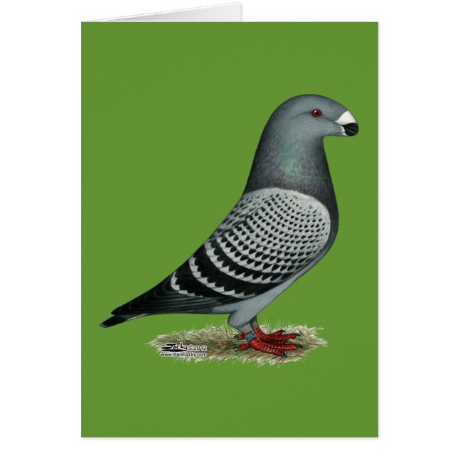 Show tegen racisme (Voorkant)