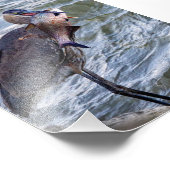 Show van grote blauwe reiger foto afdruk (Hoek)