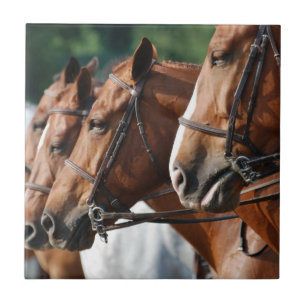 Show van paardenpaarden tegeltje