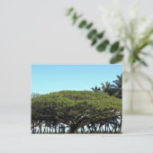 Shower-boom op strand, Hilo, Hawaii Briefkaart (Staand voorkant)