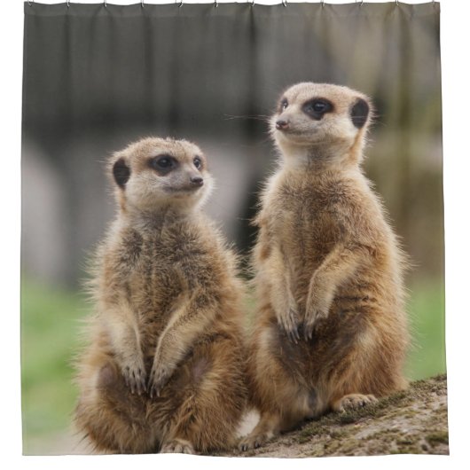 Shower Curtain Meerkat Douchegordijn (Voorkant)