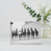 Showpaarden, 1912 briefkaart (Staand voorkant)
