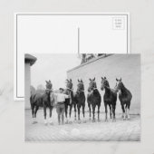 Showpaarden, 1912 briefkaart (Voorkant / Achterkant)
