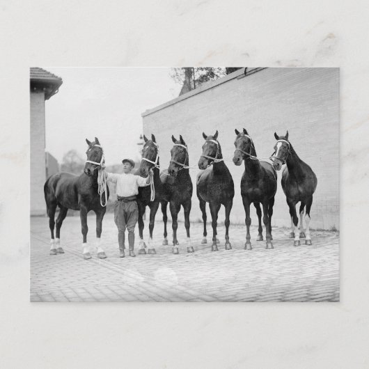Showpaarden, 1912 briefkaart (Voorkant)