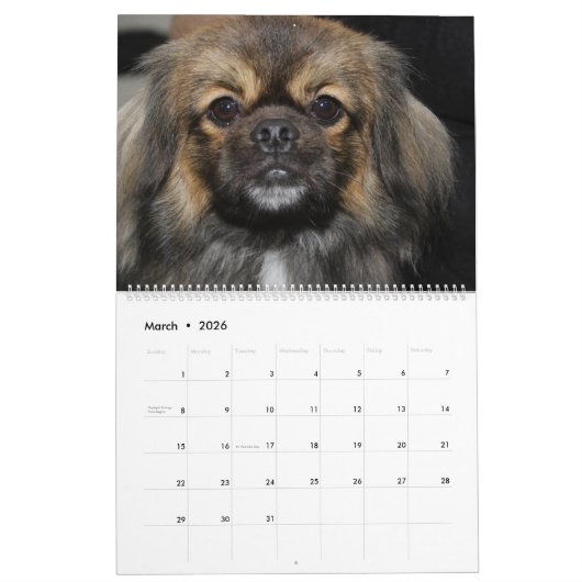 SHOWS KALENDER (Mar 2026)