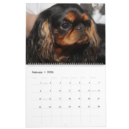 SHOWS KALENDER (Feb 2026)