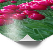 Shows tuin van lentemollende tulpenbollen in foto afdruk (Hoek)