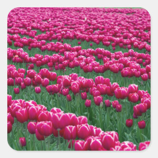 Shows tuin van lentemollende tulpenbollen in vierkante sticker