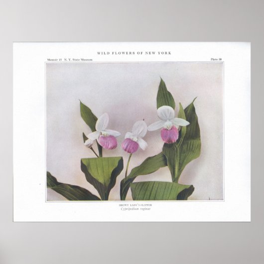 Showy Lady's-Slipper - Cypripedium reginae Poster (Voorkant)