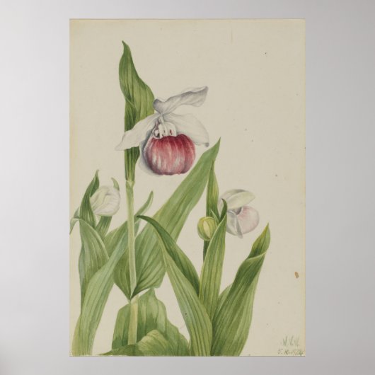 Showy Lady's Slipper (Cypripedium reginae) Poster (Voorkant)
