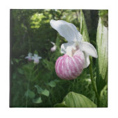 Showy Lady's Slipper Tegeltje (Voorkant)