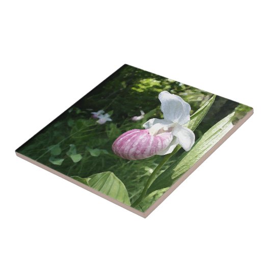 Showy Lady's Slipper Tegeltje (Zijkant)