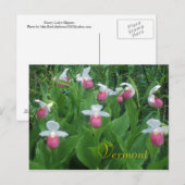 Showy Lady's Slippers Briefkaart (Voorkant / Achterkant)