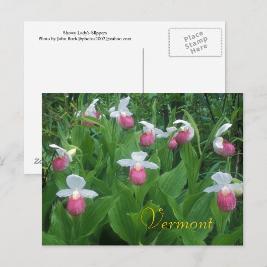 Showy Lady's Slippers Briefkaart (Voorkant / Achterkant)