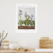Showy Orchis - Galeorchis spectabilis Poster (Keuken)