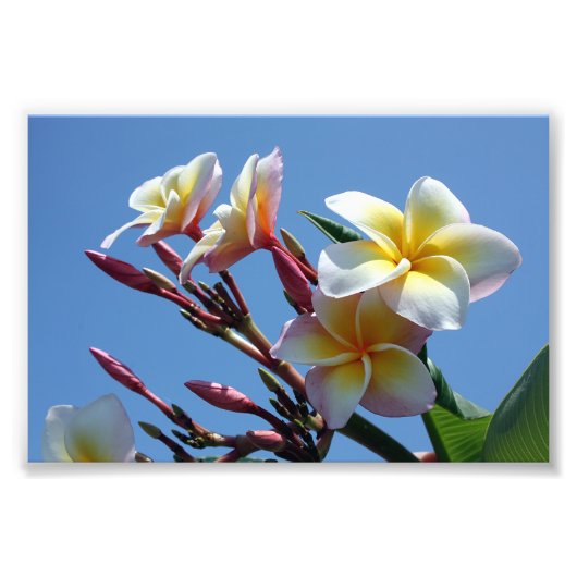 Showy Plumeria Frangipani Blooms Foto Afdruk (Voorkant)
