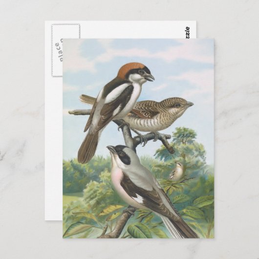 Shrikes  vogelillustratie briefkaart (Voorkant / Achterkant)