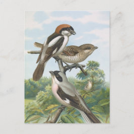 Shrikes vogelillustratie briefkaart
