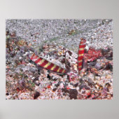 Shrimp Goby Duo Poster (Voorkant)