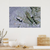 Shrimp Goby en Partner Poster (Keuken)