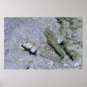 Shrimp Goby en Partner Poster