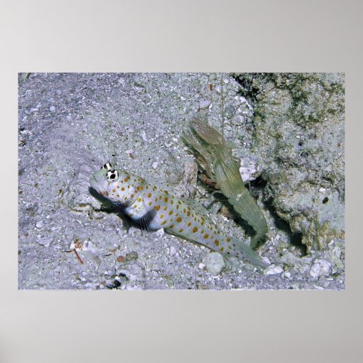 Shrimp Goby en Partner Poster (Voorkant)