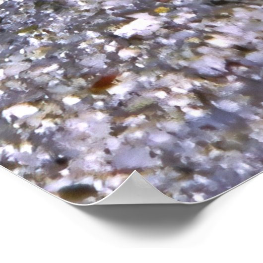 Shrimp Goby-Maldives Poster (Hoek)