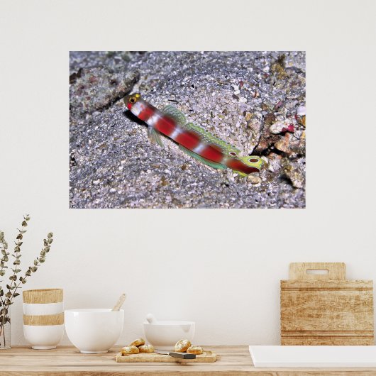 Shrimp Goby-Maldives Poster (Keuken)