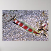 Shrimp Goby-Maldives Poster (Voorkant)