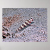 Shrimp Goby on Watch Poster (Voorkant)